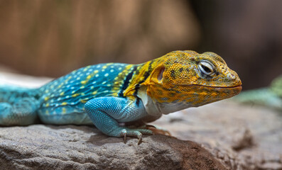 Common Collared lizard (Crotaphytis-collaris) on a rock.