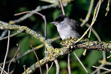 Eurasian blackcap - male // Mönchsgrasmücke - Männchen (Sylvia atricapilla) 