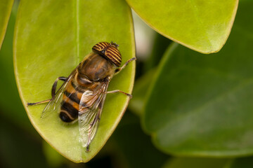 Fly on leaf