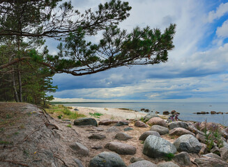Fototapeta na wymiar Pine forests in the sand dunes on the Kaltene Beach shore is covered with glacial stones that stretches up to Roja Town in Latvia. Kaltene Beach is a great place for quite beach holidays and beach hik