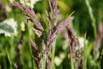 reddish panicles of the woolly honey grass