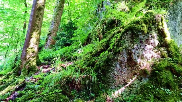 Felsen in gr&uuml;nem &uuml;rigen m&auml;rchenhaften Wald