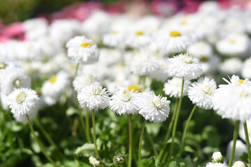 Spring. Fluffy white daisies in a flower bed