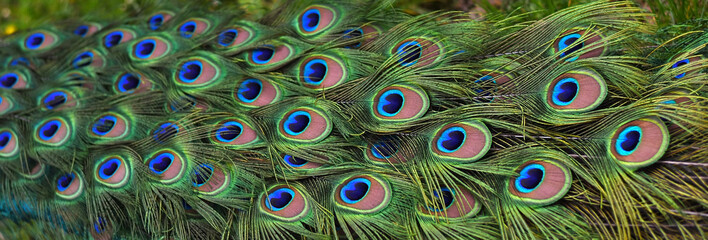 Obraz premium Peacock tail close-up. Peacock feathers
