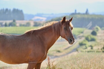 Horse side profile with mountains and trees background wine country oregon