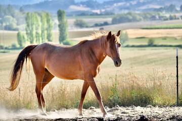 Chestnut horse in Oregon with mountains and trees backdrop