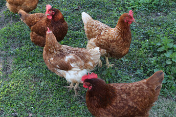 Brown chickens walk on the grass. Horizontal shot.