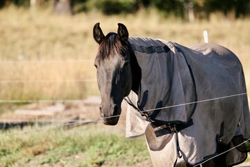 Black horse in grey fly sheet in summer