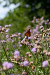 European peacock butterfly sitting on the flower