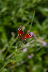 European peacock butterfly sitting on the flower