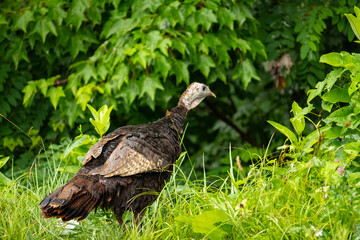 wild turkey in the great smoky mountains national park in tennessee