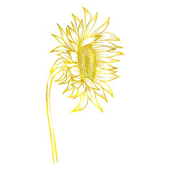 Gold outline illustration with sunflower