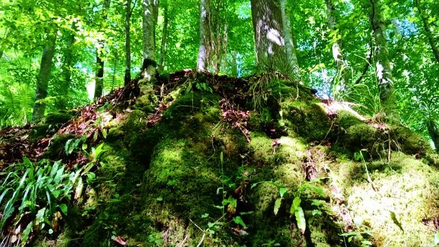 Felsen in gr&uuml;nem &uuml;rigen m&auml;rchenhaften Wald