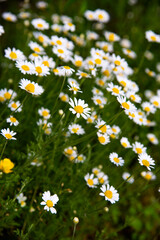 Amazing field of wild daisies on sunny summer day. Medical herbs and plants, daisy tea. Gardening and planting the healthy herbs at home flowerbed. Bellis perennis, wild daisy for healthy tea. © Aia DS