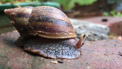 snail on a stone