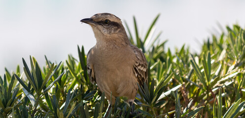 Photograph of a beautiful Chalk-browed mockingbird.	