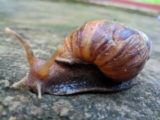 snail on a stone
