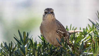 Photograph of a beautiful Chalk-browed mockingbird.	
