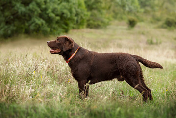 A beautiful chocolate brown Labrador Retriever stand  in the background of a summer meadow near the...