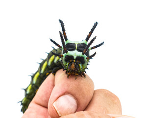 hickory horned devil - Citheronia regalis - larva form of regal or royal walnut moth on human index finger. largest caterpillar in the world isolated on white background front face view © Chase D’Animulls