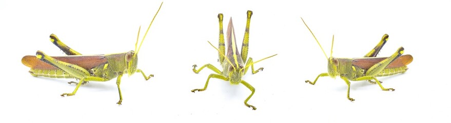 obscure bird grasshopper - Schistocerca obscura - with great detail green, yellow and brown insect with yellow back stripe, striped eyes, short antenna isolated on white background three views