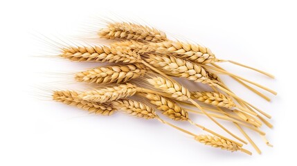 spikelet's of wheat isolate on white background. Selection focus background isolated