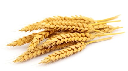 spikelet's of wheat isolate on white background. Selection focus background isolated