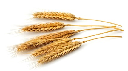 spikelet's of wheat isolate on white background. Selection focus background isolated