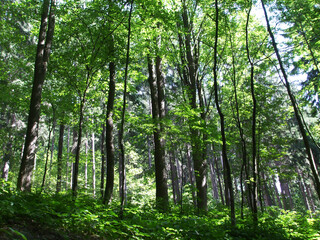 Fototapeta na wymiar Trees in the forest in sunshine, sunlight.