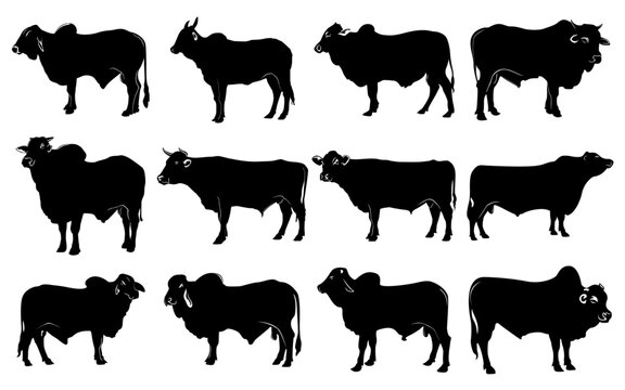 ox silhouette collecton, bullock vector 