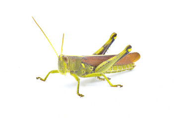 obscure bird grasshopper - Schistocerca obscura - with great detail a green, yellow and brown insect with yellow back stripe, striped eyes, short antenna isolated on white background front side view