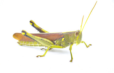 obscure bird grasshopper - Schistocerca obscura - with great detail a green, yellow and brown...