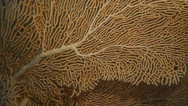 Vertical video, Close up of soft coral Giant Gorgonian or Sea fan (Subergorgia mollis) in coral garden at sea depth