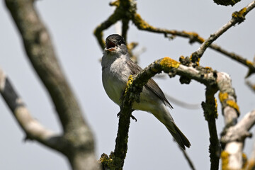Eurasian blackcap - male // Mönchsgrasmücke - Männchen (Sylvia atricapilla) 