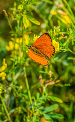 Fototapeta na wymiar Scarce Copper Butterfly