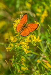 Scarce Copper Butterfly