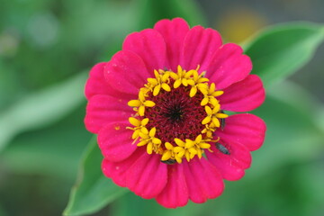 Blühende Zinnien, Zinnia elegans