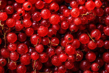 Fresh Red Currants with Droplets of Water, Top-View Close-Up Background