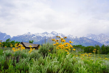 Snow mountain at Grand Teton National Park in early summer, Wyoming, USA