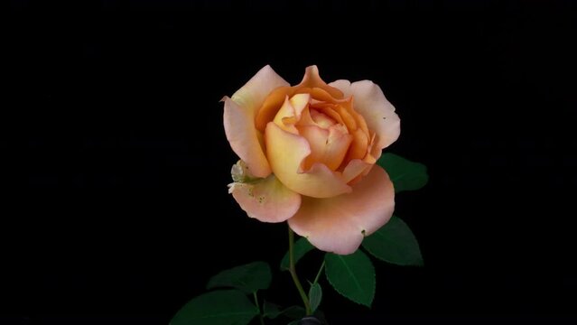 Timelapse of creamy rose flower blooming on black background. Blooming rose flower open, time lapse, close-up. Wedding backdrop, Valentine's Day concept. 4K UHD video timelapse