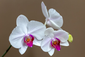 Fototapeta na wymiar orchid on brown background