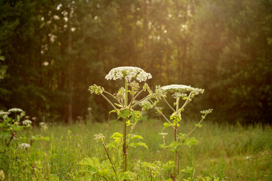 dangerous hogweed plant in the sun. large weed, silage culture of Sosnovsky's hogweed, causing burns and blisters when exposed to ultraviolet light. white flowers collected in large umbrellas