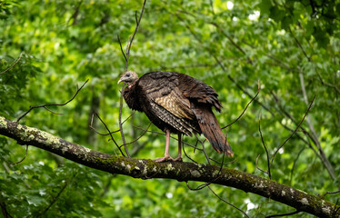 wild turkey on a tree in the great smoky mountains national park in tennessee