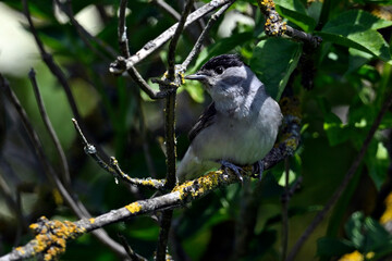 Eurasian blackcap - male // Mönchsgrasmücke - Männchen (Sylvia atricapilla) 
