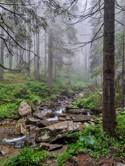 Mountain river flowing through the green forest. Stream in the wood.