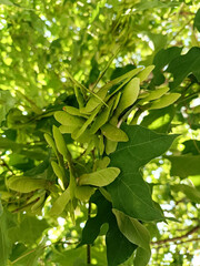 green leaves background