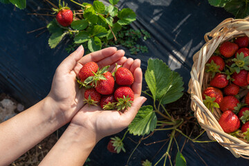 A handful of fresh strawberries