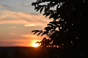 Evening sunset horizon and bushes of trees. Blue-yellow horizon and clouds.With