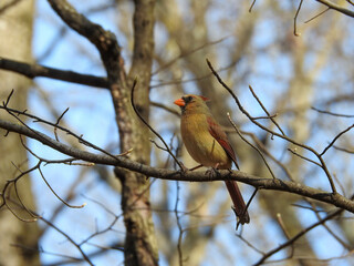 Cardinal Bird