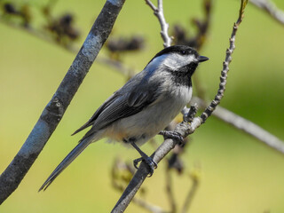 Carolina Chickadee